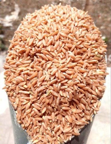 1 Kilogram Pure And Fresh 15 Percent Moisture Brown Red Khapli Wheat Seeds 