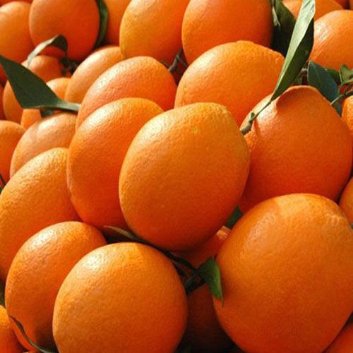  100% शुद्ध स्वादिष्ट प्राकृतिक रूप से और स्वस्थ गोल आकार के ताजे संतरे के फल 
