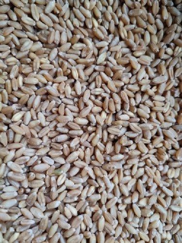 Brown Color Pure And Fresh 15 Percent Moisture Organic Wheat Seed 