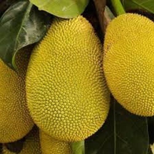 Indian Origin Naturally Grown Vitamins Enriched Healthy Farm Fresh Good In Taste For Yellow Jack Fruit