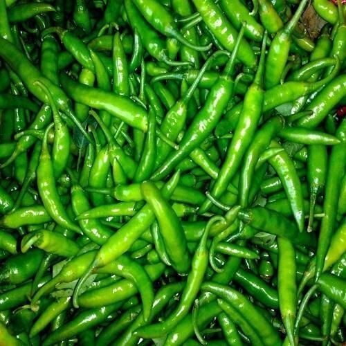 Excellent Source Of Vitamins Naturally Harvested Fresh And Spicy Green Chilly Moisture (%): 17%