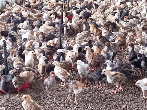 Broiler Healthy And Live Multicolor Poultry Farm Chicks