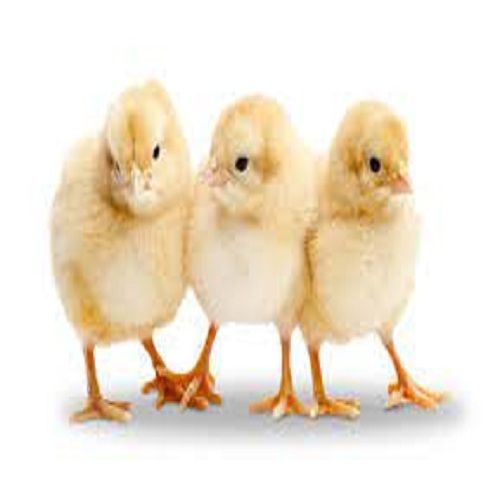 Healthy Disease Free High In Protien Low In Cholesterol Poultry Farm Baby Chick