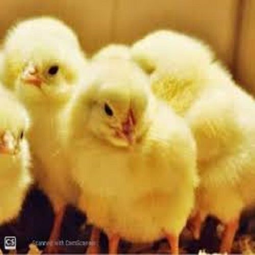 Healthy High In Protien Low In Cholestrol Disease Free Poultry Farm Baby Chick