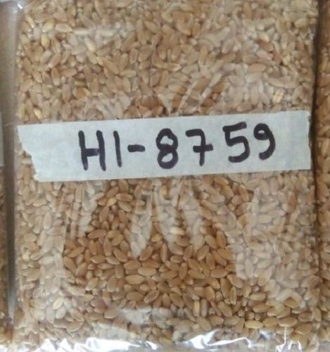 Hygienically Processed Chemical Free Healthy High In Fiber Wheat Seeds