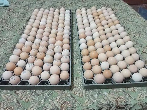 Rich Vitamins High In Protein And Nutrients Healthy Fresh Hatching Egg