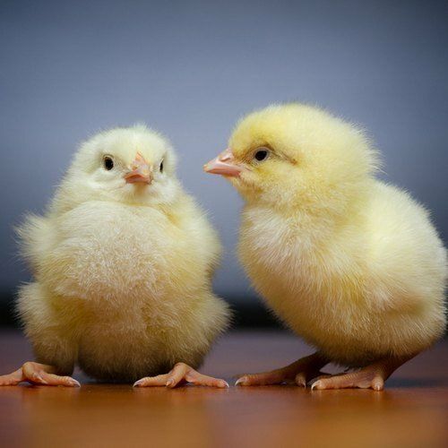 White Yellow Broiler Poultry Farm Chicks