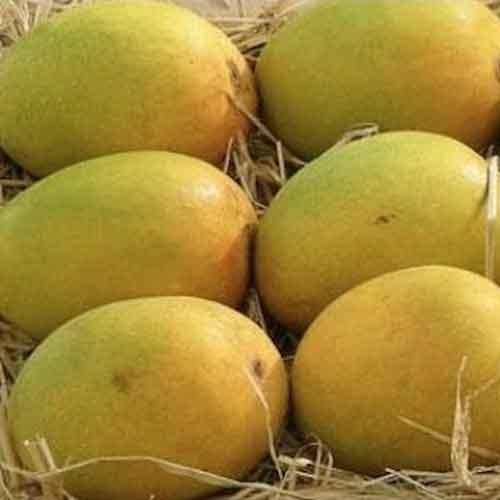 Common Rich In Vitamins Natural Fresh And Healthy Sweet Delicious Yellow Mango