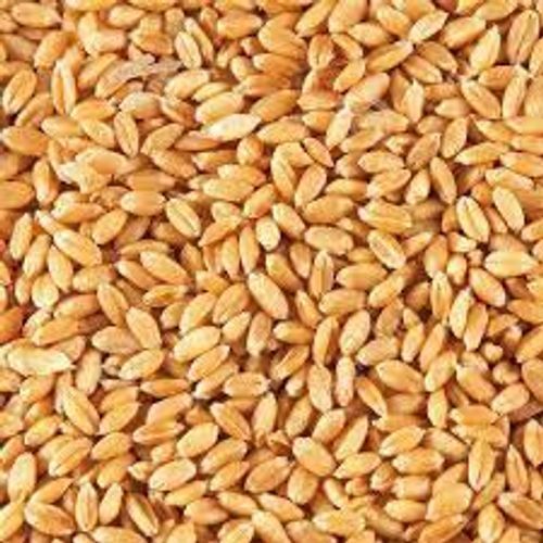 Wheatish Starchy Flavorful Highest Mineral Antioxidant Gluten Free Wheat Grains