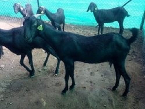 15 Kilogram Weight 8 Months Age Black Katewadi Breed Male Goat