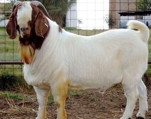 80 Kilogram Weight 10 Months Age White And Brown Boer Breed Male Goat 