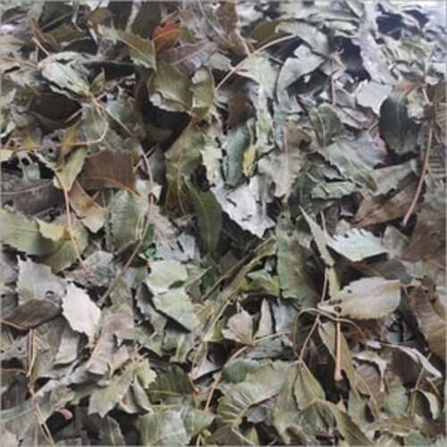 500 Grams Dried Whole For Ayurvedic Medicine Neem Leaves 