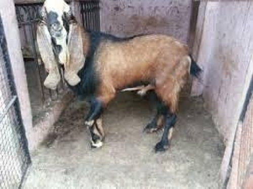 7 Months Age 20 Kilogram Weight Totapari Breed Brown And Black Male Goat 