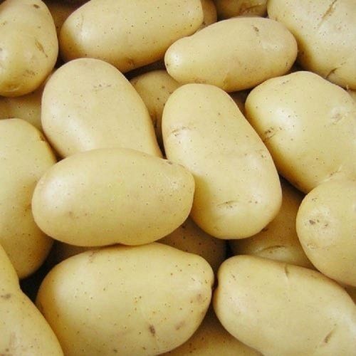 Round Natural And Farm Fresh Healthy Naturally Grown Vitamins Rich Potato