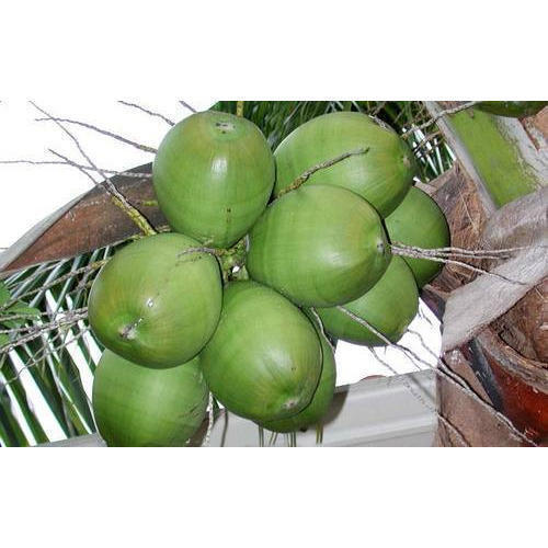 Naturally Grown Healthy Vitamins Minerals Rich Farm Fresh Tender Coconut