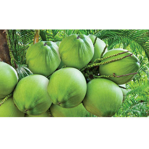 Naturally Grown Healthy Vitamins Minerals Rich Pure And Farm Fresh Green Coconut