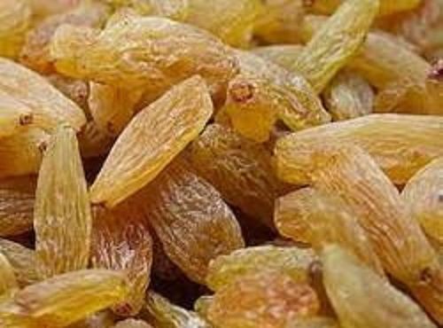 Packaging Size 40kg Sweet Taste Long Shape Yellow Kismis 