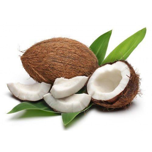 Semi Husked Naturally Grown Healthy Vitamins Minerals Rich A Grade Farm Fresh Coconut