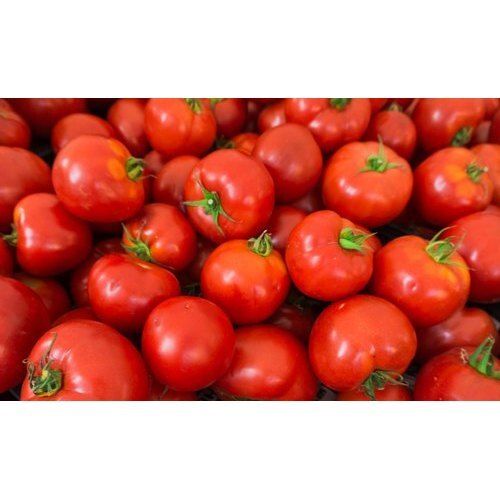Highly Nutritious Healthy Natural Good Source Of Vitamins Health Pesticide Free Red Fresh Tomatoes