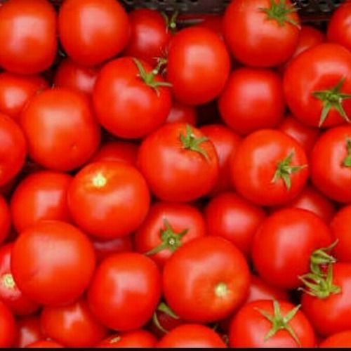 Nutritious Rich In Proteins Easy To Digest Supports Immunity Tasty Delicious Fresh Tomatoes