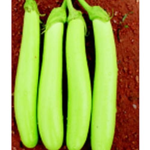 100% Pure Rich Healthy Farm Fresh Indian Origin Naturally Grown Green Long Brinjal