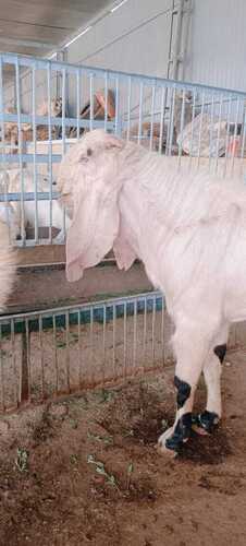 Healthy Nutritious Protien Enriched High Butterfat Content White Barbari Goat  Gender: Female