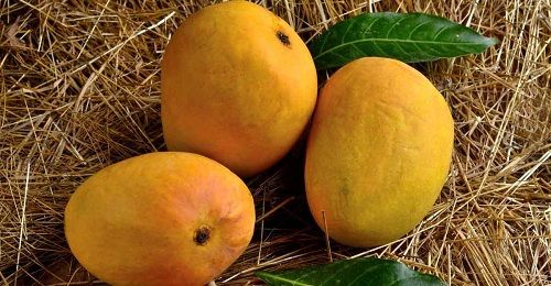 Highly Nutritious Natural And High Levels Of Antioxidants Fresh Tasty Yellow Mango 