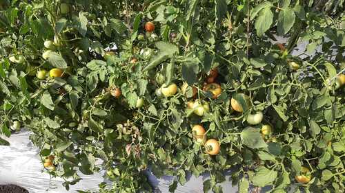 Fresh Tomatoes - Raw, Round, Seasoned | Bursting with Flavor, Ideal for Cooking and Salads, Nutrient-Rich from Home Gardens