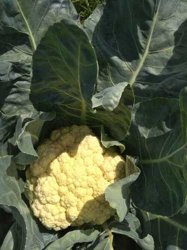 Premium Grade Healthy Organic Fresh Cauliflower For Cooking And Salad Moisture (%): 94%