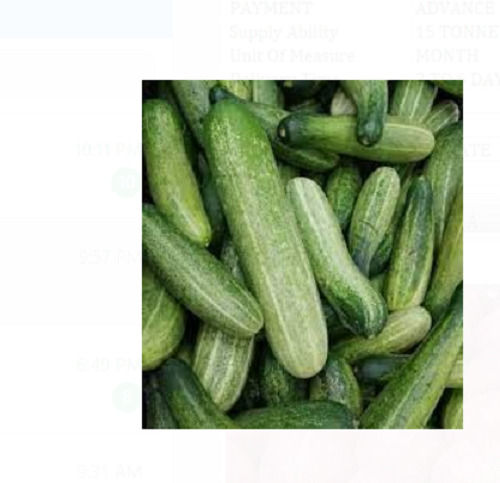 100 Fresh And Natural Green Color 2 Weeks Shelf Life Slightly Flat Shape Cucumber  Moisture (%): 93 %