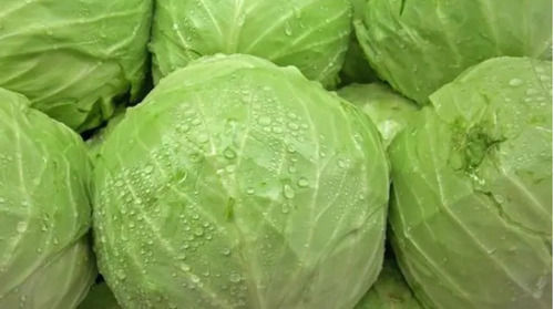 Green Color Round Shaped 1.3 Gram Protein Natural And Fresh Cabbage 