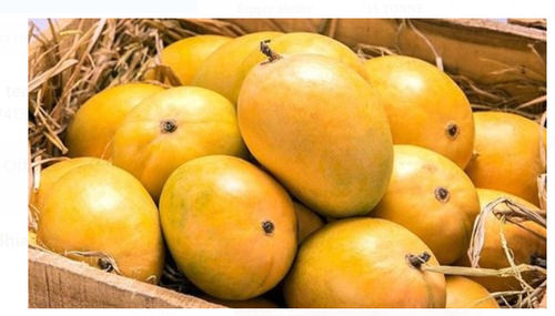 Common 50 Kilogram Packaging Size Yellow Color Curved Shape Fresh Mango 