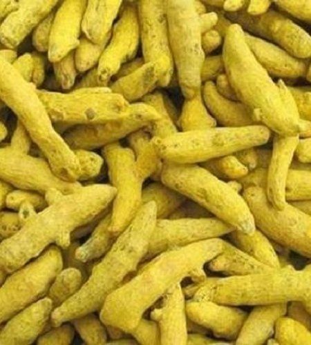 Yellow Organic Dried Turmeric Finger For Food Medical And Dyeing Processes