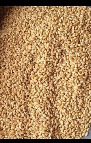 2% Moisture Natural And Pure Dried Golden Gluten Free Wheat Grain 