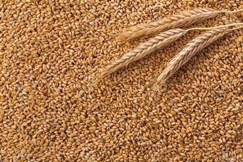 Natural And Pure Dried Gluten Free Organic Golden Wheat Grain