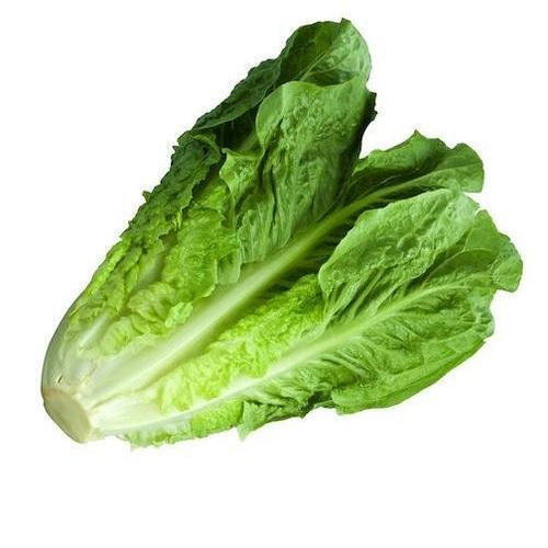 100 Percent Organic Farm Fresh Pesticide Free Green Leafy Lettuce