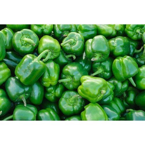 Healthy 30% Moisture Round Shape Vegetable Fresh Natural Green Capsicum Moisture (%): 30