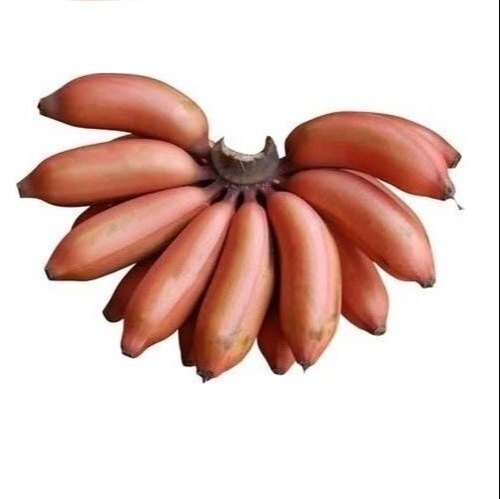 Organic A Graded, Super Tasty Quality And Nutrients Rich Naturally Obtained Fresh Red Banana