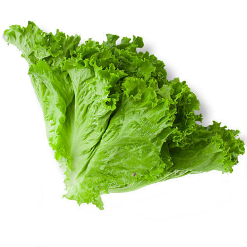 Fresh And Healthy Green Leaf Lettuce