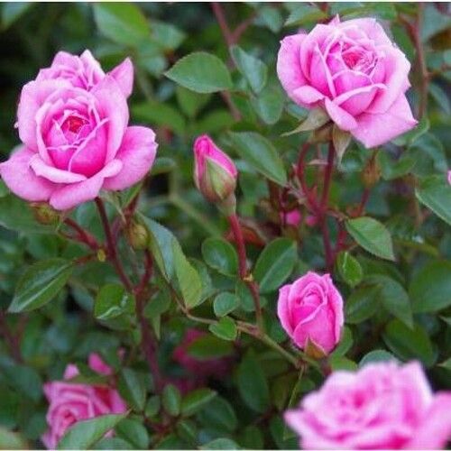  इनडोर और आउटडोर सजावट के लिए 100% प्राकृतिक खुशबू वाला गुलाबी गुलाब का पौधा 