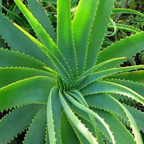 100% Natural Green Aloe Vera Plant Used For Homes Decoration And Making Skin Care