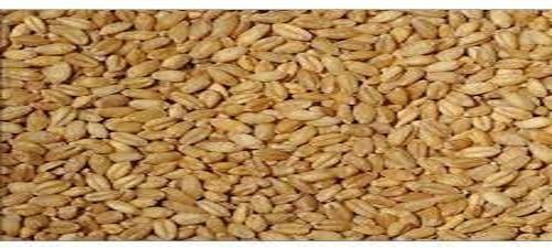 100% Organic And Fresh Natural Chemical Free Food Wheat Grains