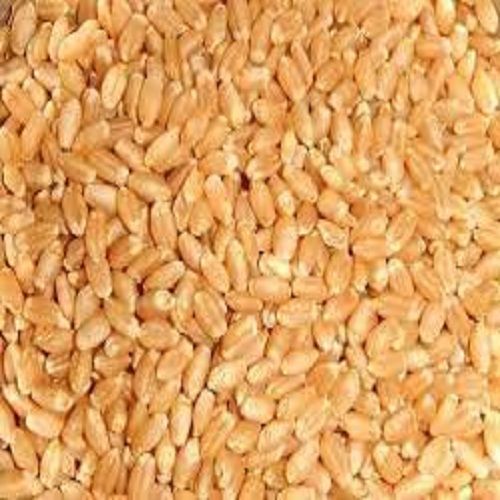 100% Percent Organic And Nutrient Rich Yellow Finely Processed Sharbati Wheat