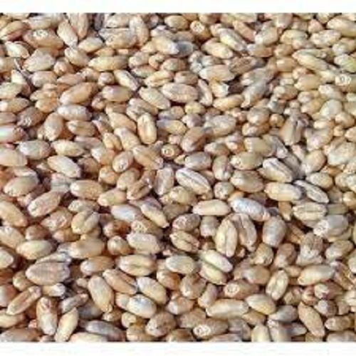 100 Percent Organic Fresh Natural Healthy And Nutrient Rich Wheat Grains Seeds