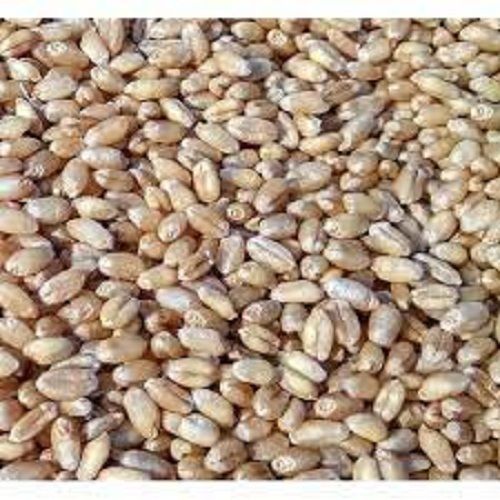 100 Percent Organic Fresh Natural Healthy And Nutrient Rich Wheat Grains Seeds Admixture (%): 10%