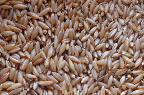 Brown 100% Pure Medium Grain Dried Indian Origin Common Cultivation Bamboo Rice