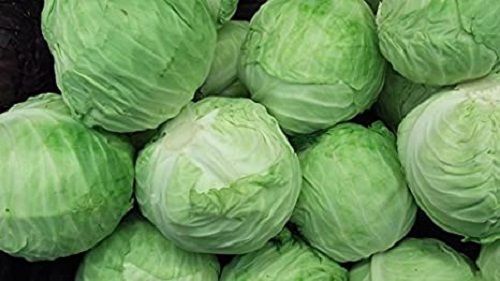 Healthy Natural Excellent Source Of Vitamins And Folate Organic Green Fresh Cabbage