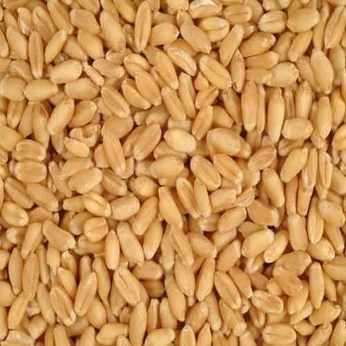 High In Fiber Hygienically Processed Chemical Free Healthy Natural Wheat Seeds Admixture (%): 10%