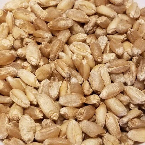 Hygienically Processed Chemical Free Healthy Natural Wheat Seeds