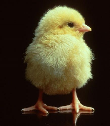 Poultry Farm Chicks Feeding